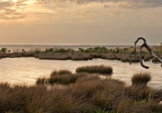 Dit is de handingevoerde titel van Wetlands-05.jpg