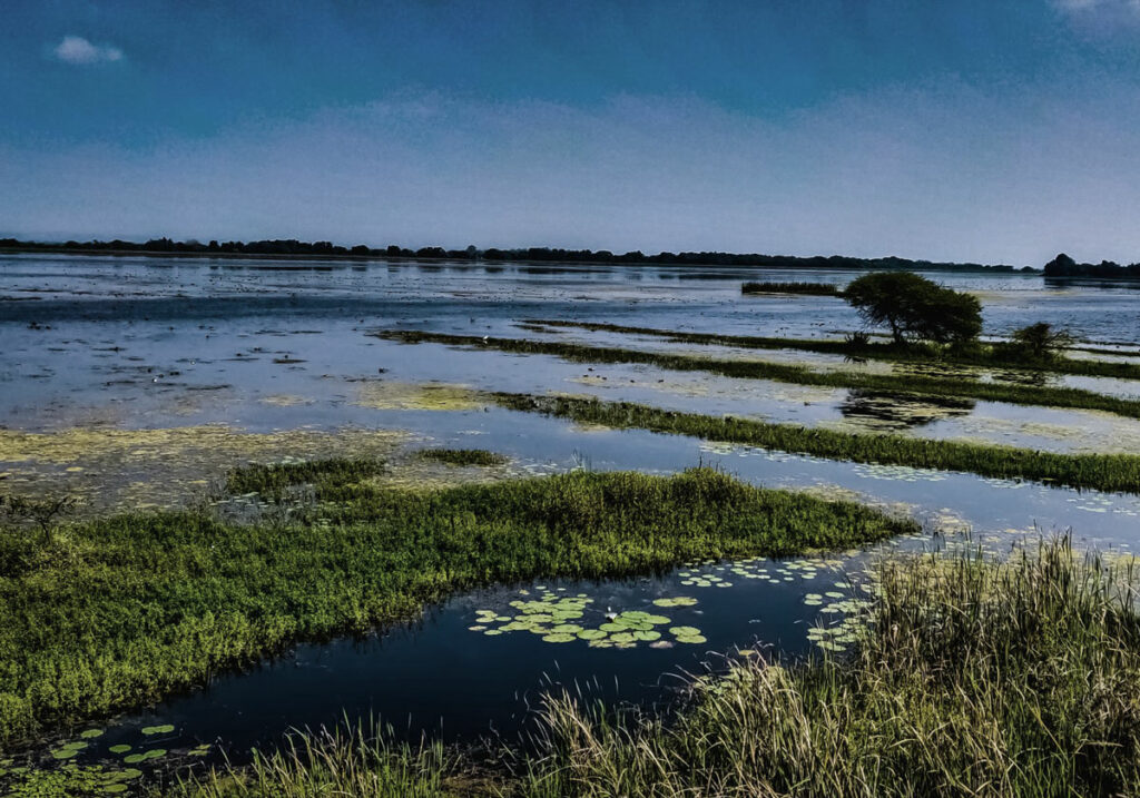 Wetlands-03