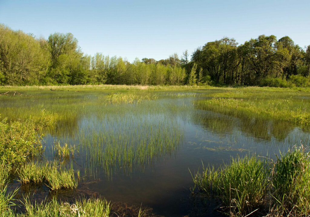 Wetlands-04